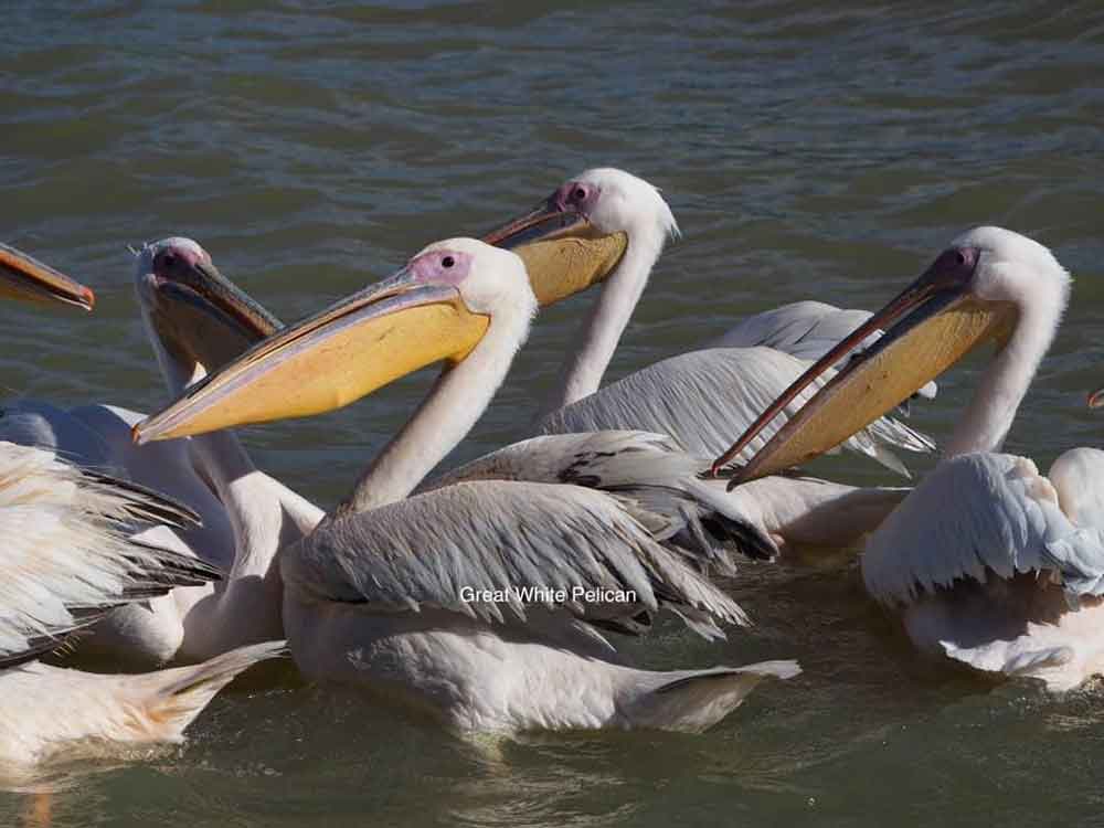 Birds, Matheb Ethiopian Tours