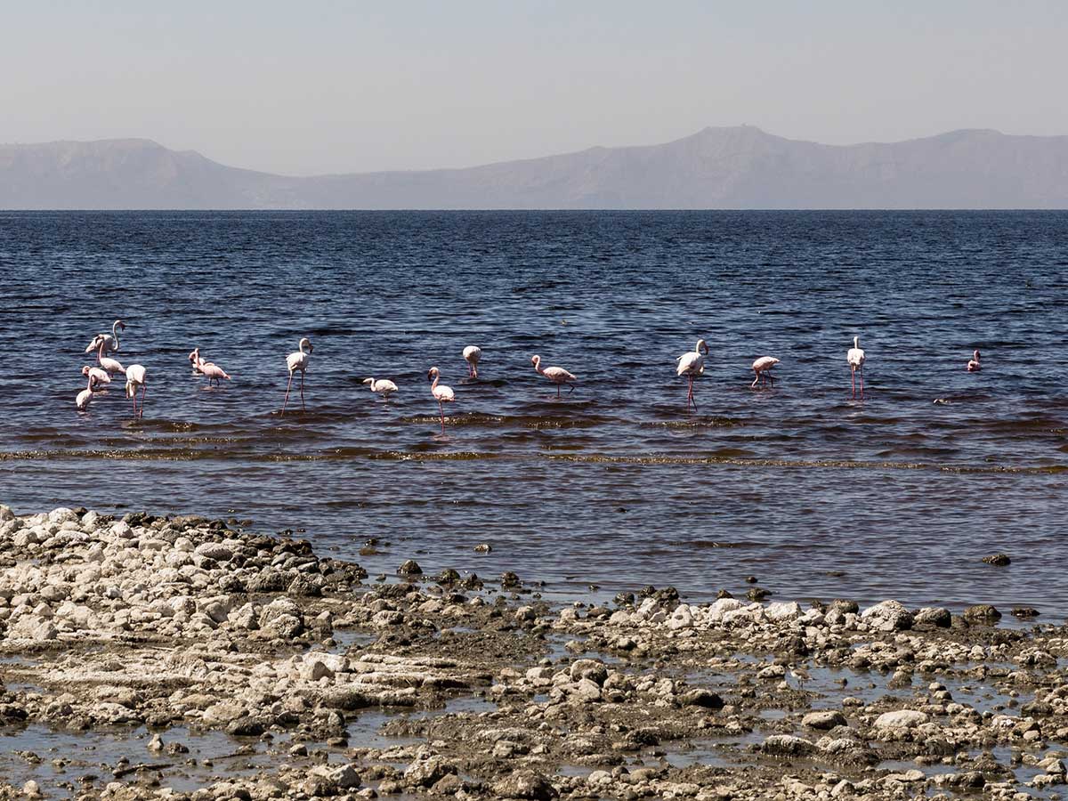 Mahteb Ethiopian Tours, Abiatta Shalla Lakes National Park