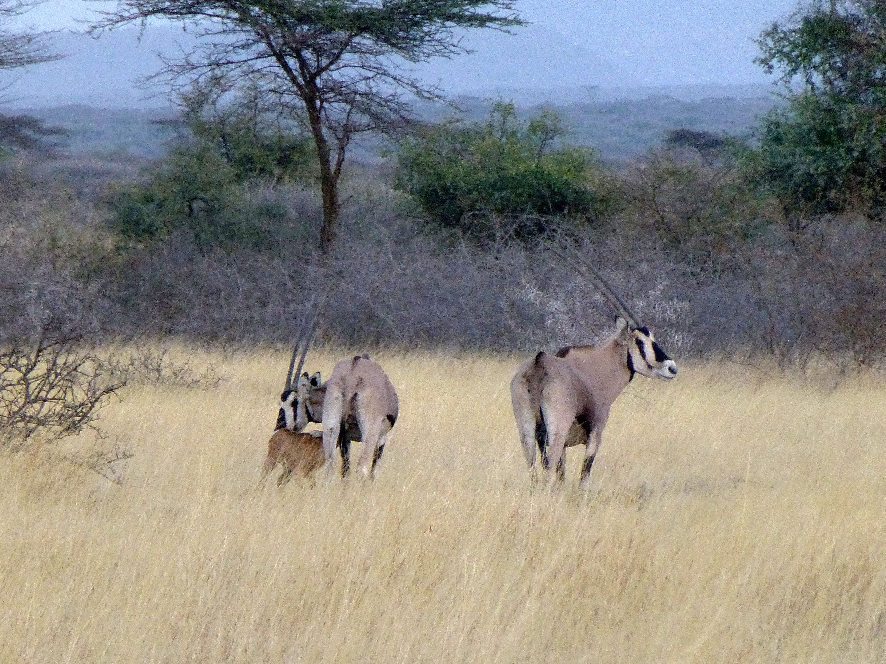 Mahteb Tours, Awash National Park