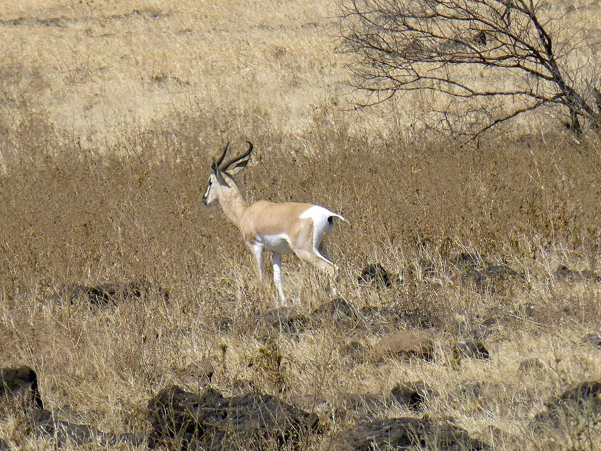 Mahteb Tours Simien Mountains