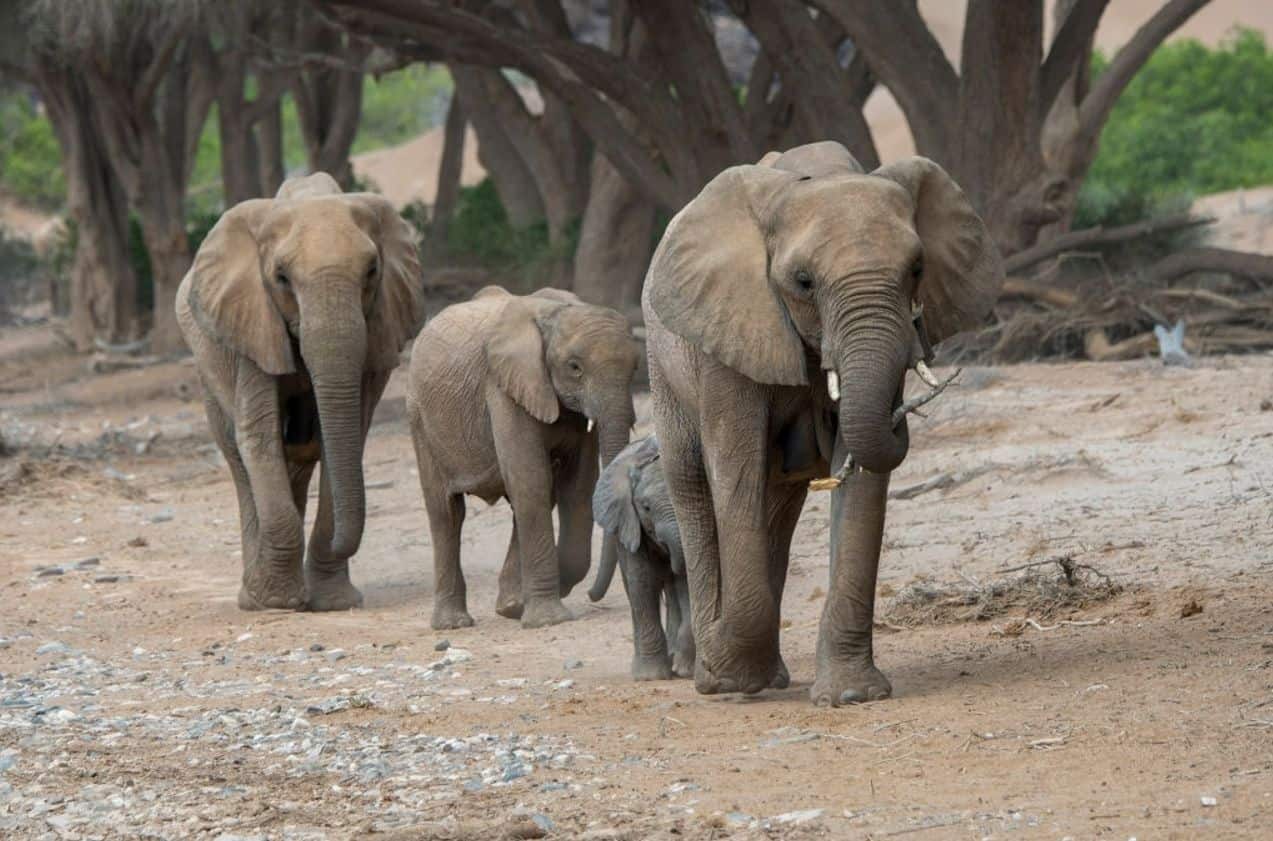 Mahteb Tours, Awash National Park