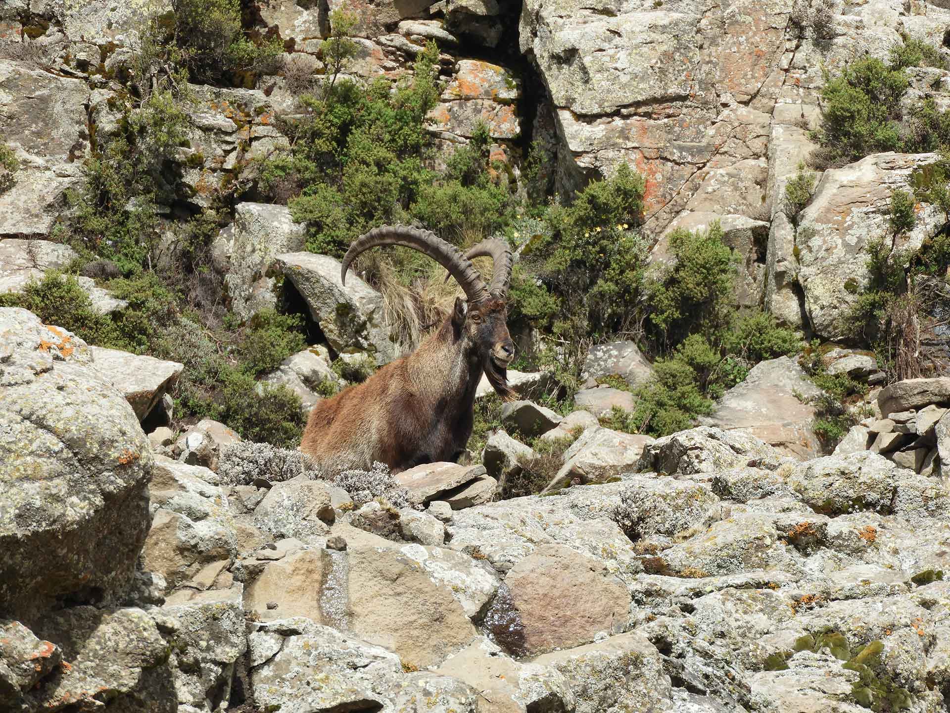 Simien Mountains Matheb Ethiopian Tours