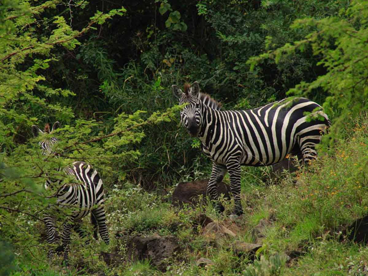 Nech Sar National Park, Mahtep Ethiopian Tours